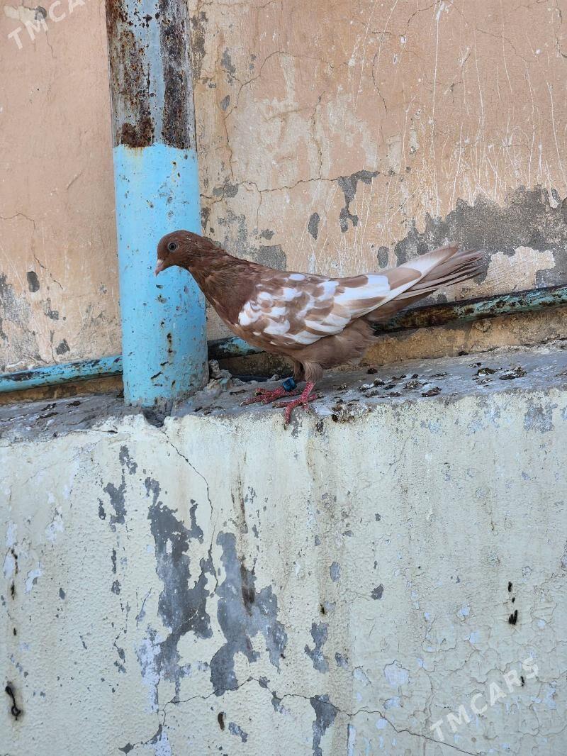 kepderi - Çoganly - img 6