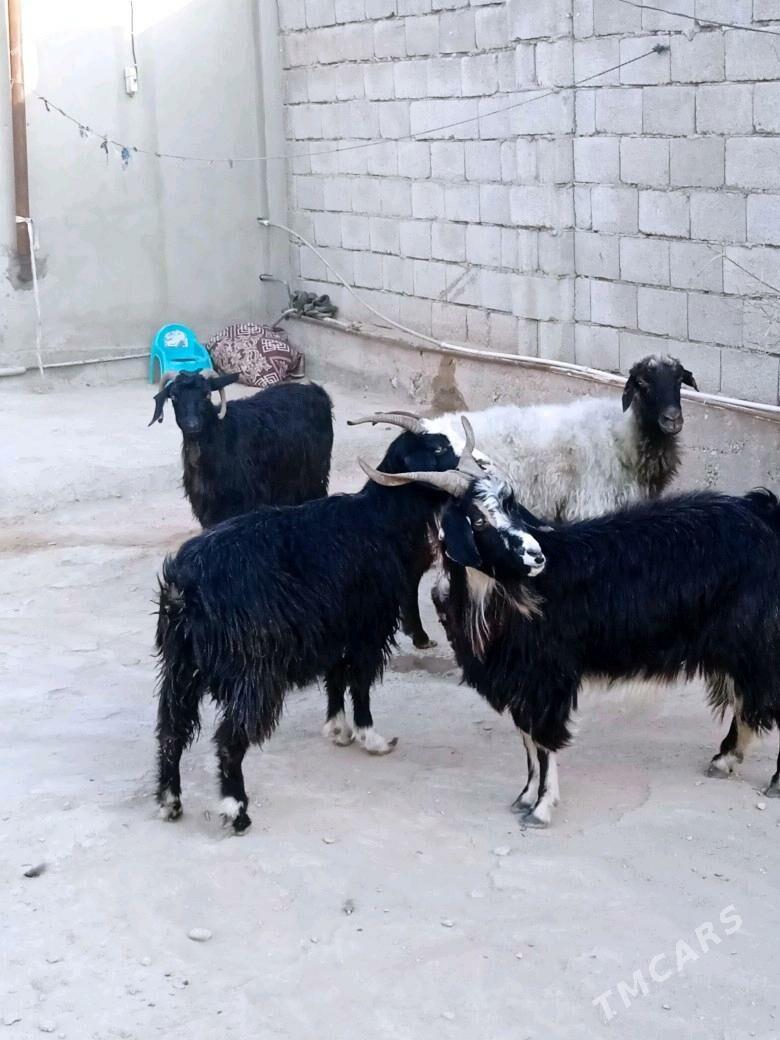 Geci - Balkanabat - img 2