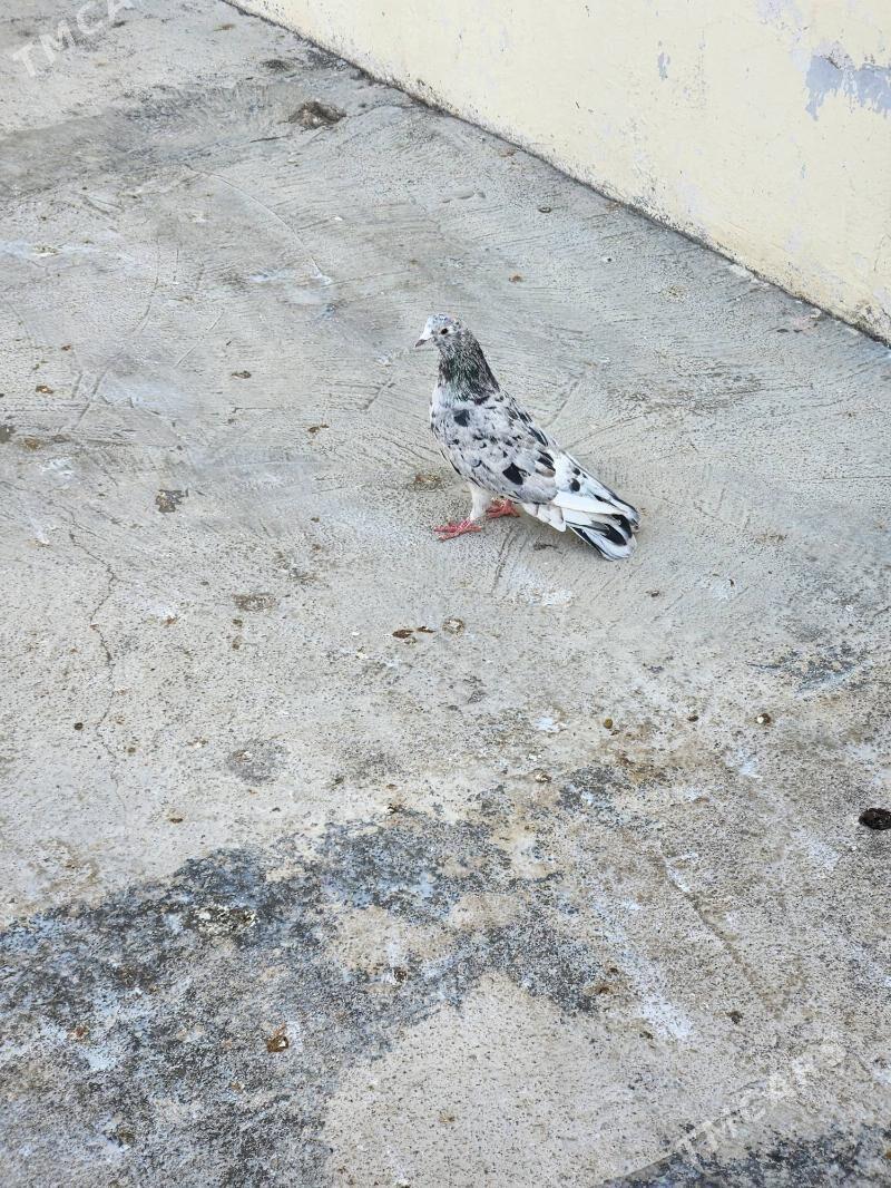 kepderi - Çoganly - img 4