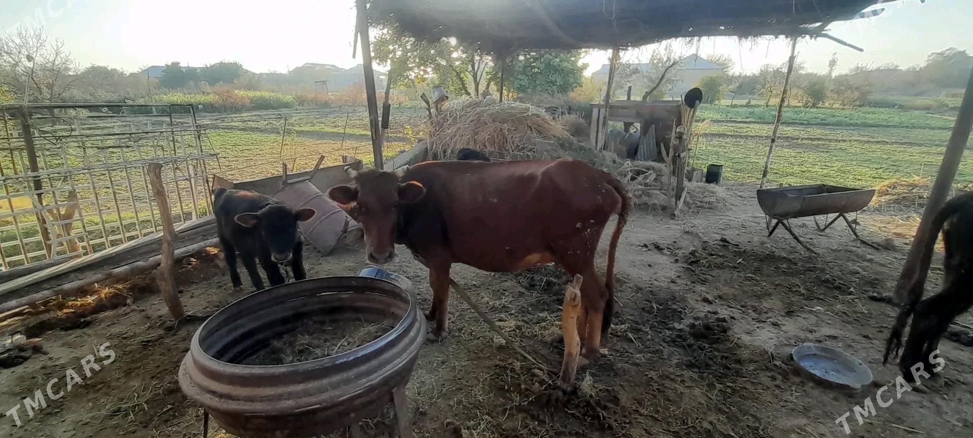 Göleli sygyr - Mary - img 3