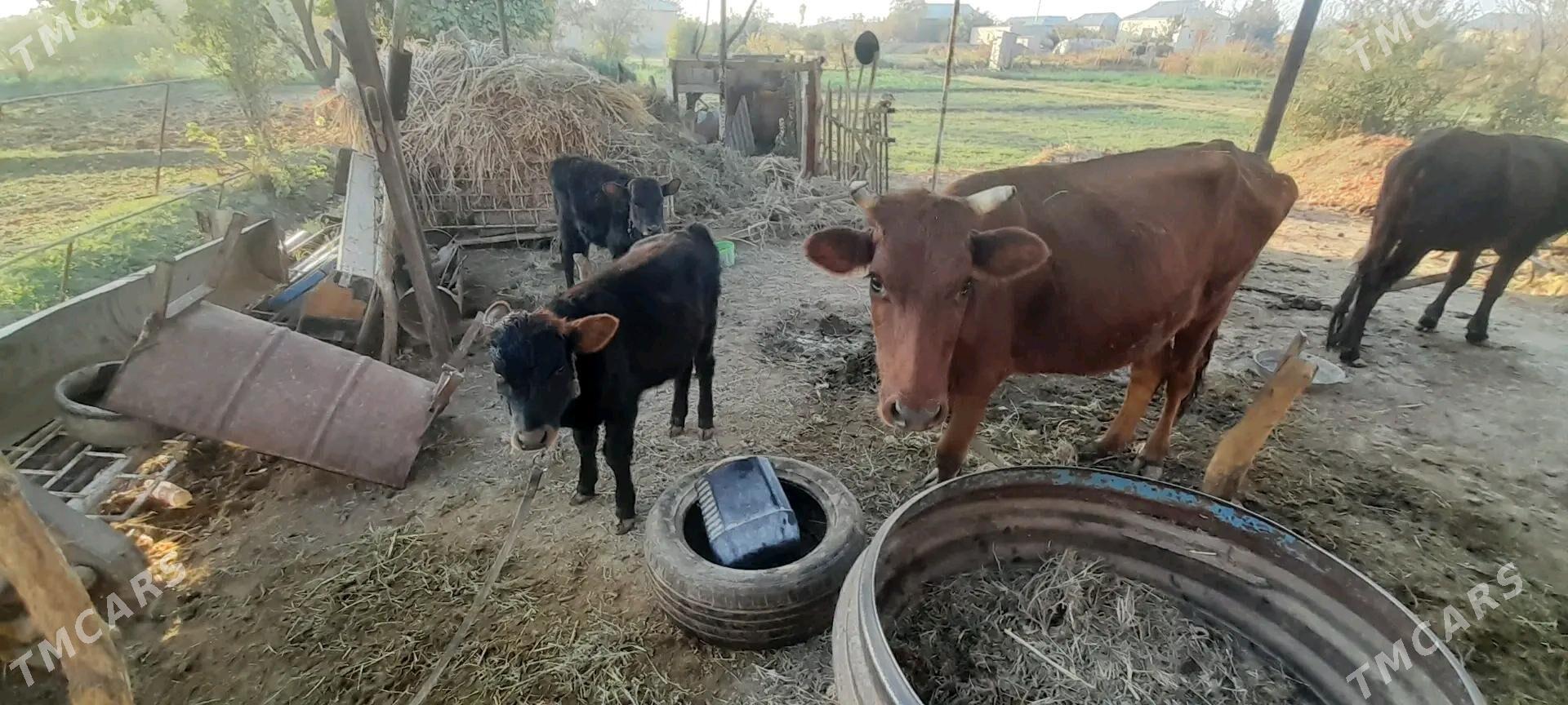 Göleli sygyr - Mary - img 2