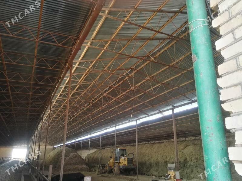 Maldarcylyk Mulk yer Fazenda - Мары - img 6