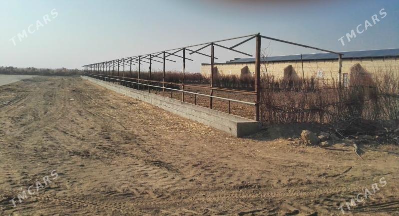 Maldarcylyk Mulk yer Fazenda - Мары - img 8