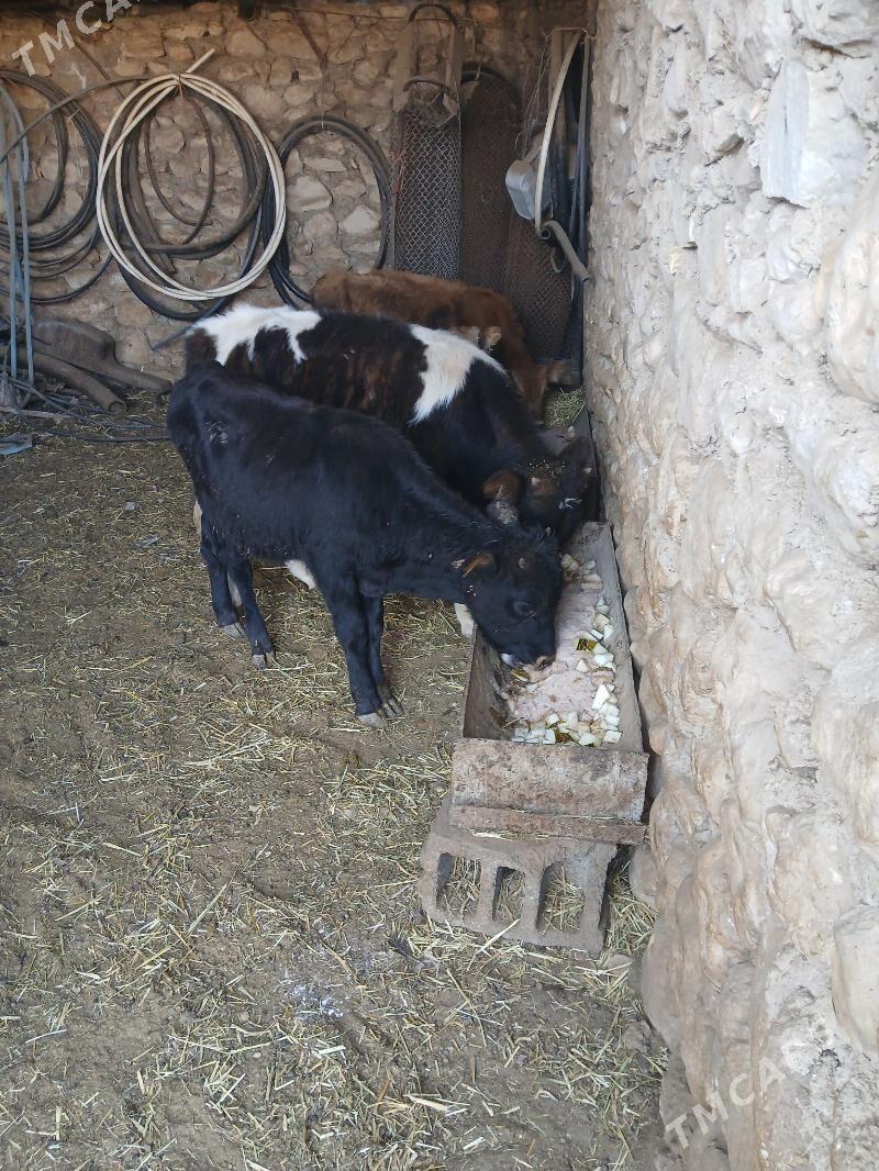 окузлер - Балканабат - img 3