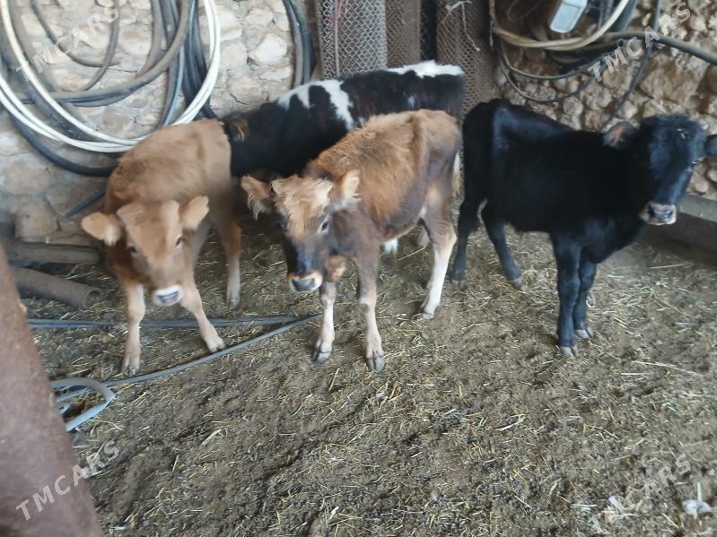 окузлер - Балканабат - img 2