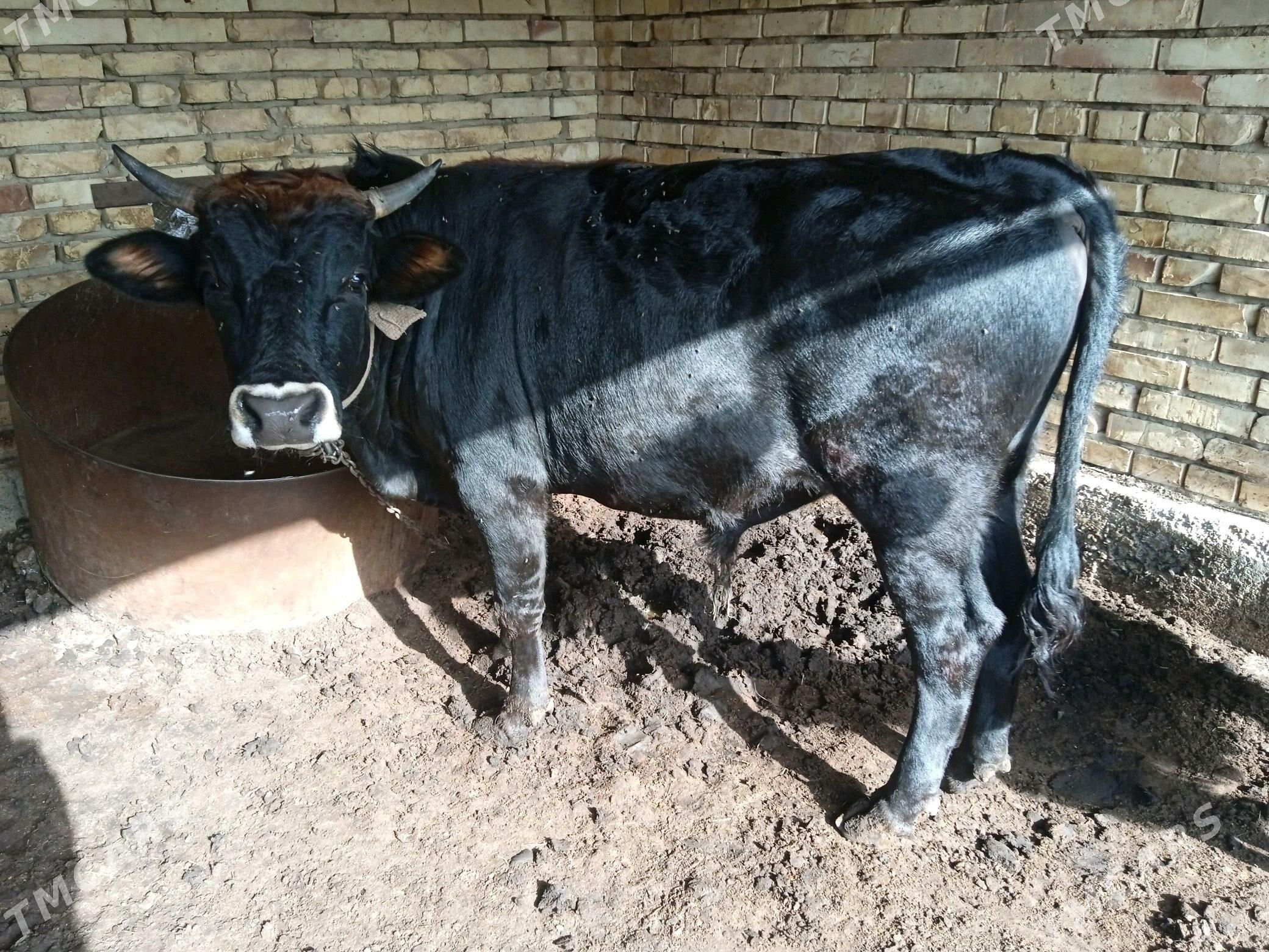 Öküz - Mary - img 2