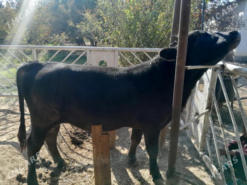 okuz - Bekrewe - img 5