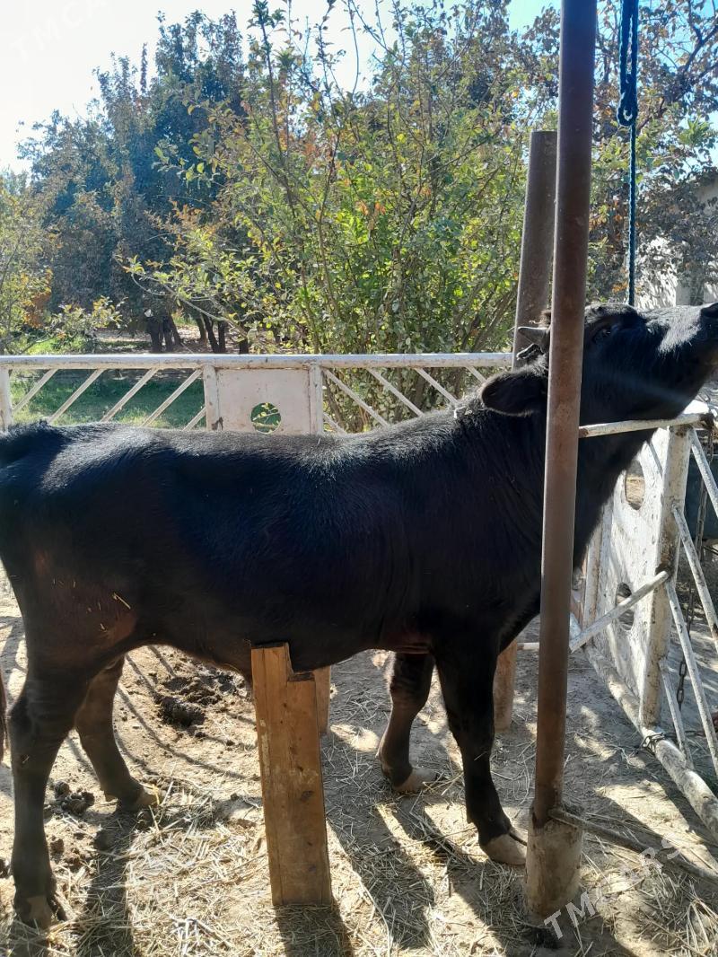 okuz - Bekrewe - img 3