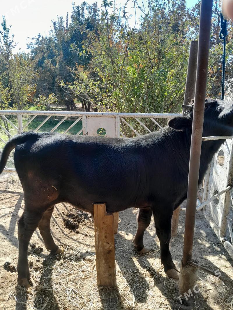 okuz - Bekrewe - img 2