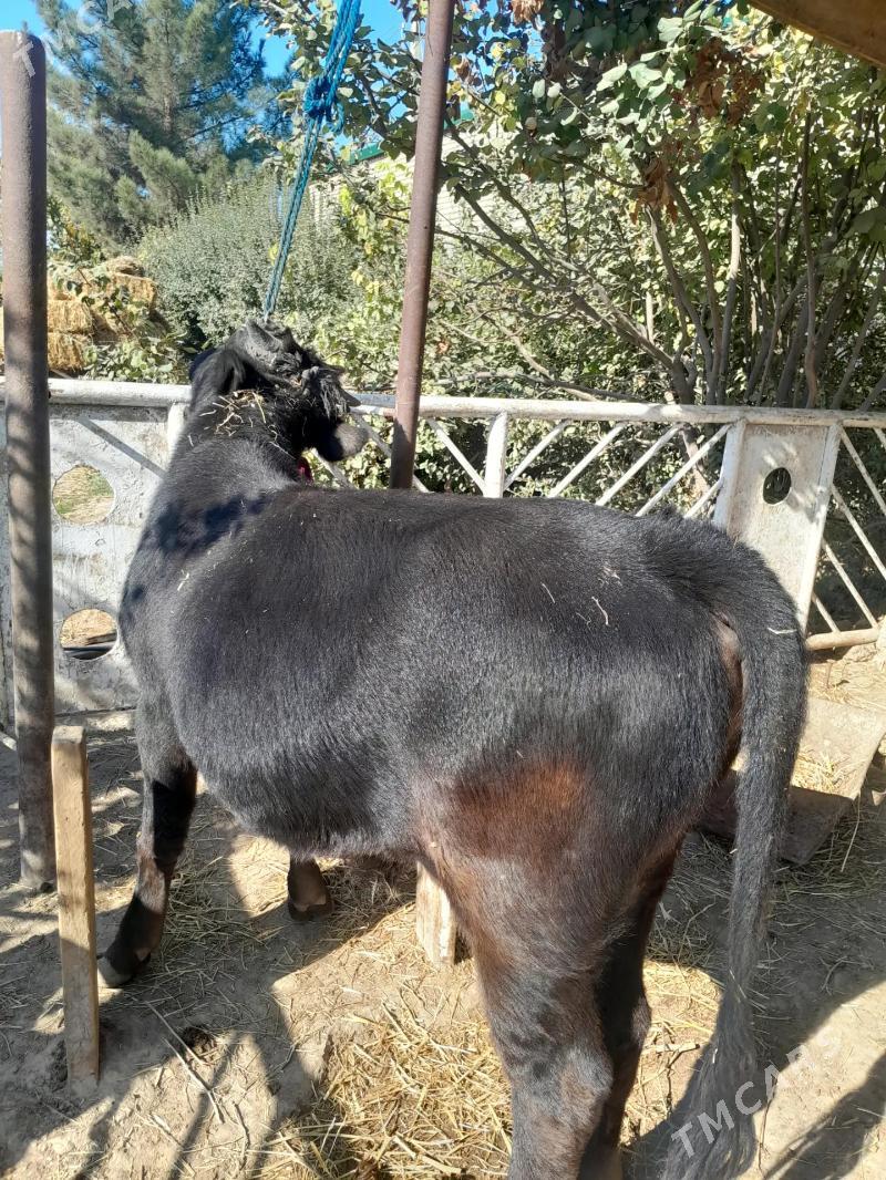 okuz - Bekrewe - img 4