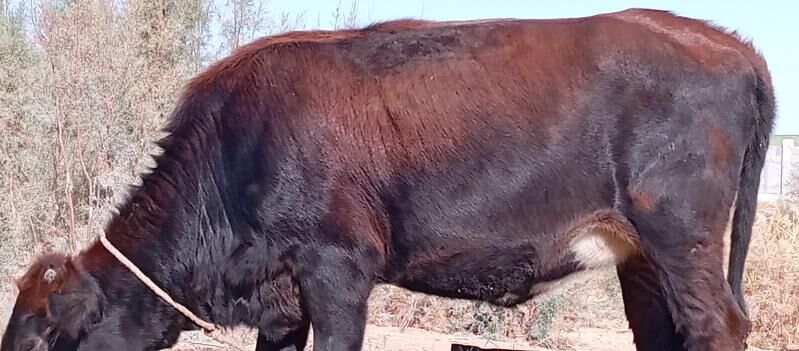 tuwe - Çoganly - img 2