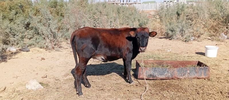 tuwe - Çoganly - img 3