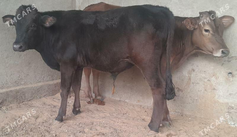 okuz - Багир - img 2