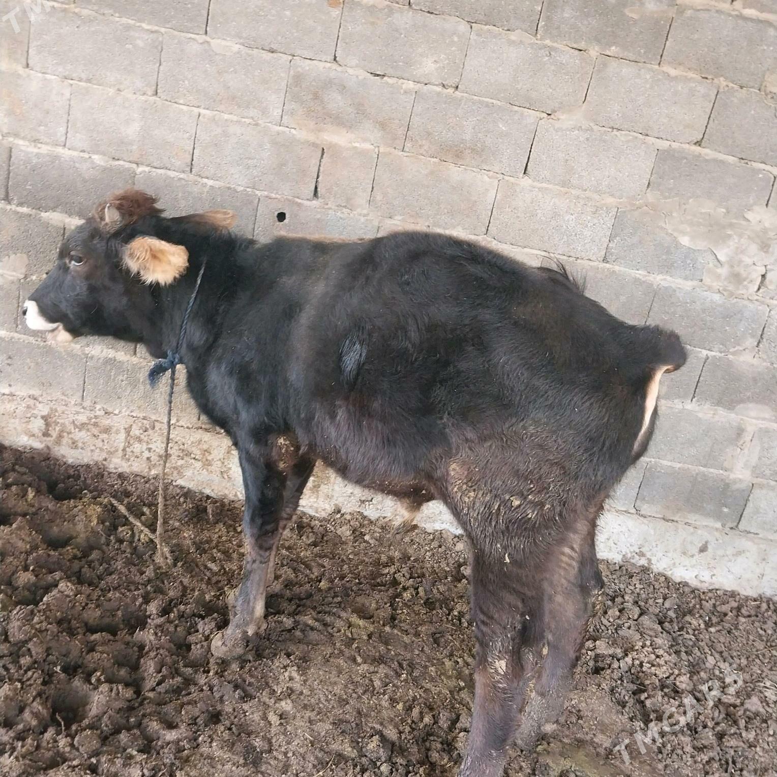 ökuz - Bäherden - img 2