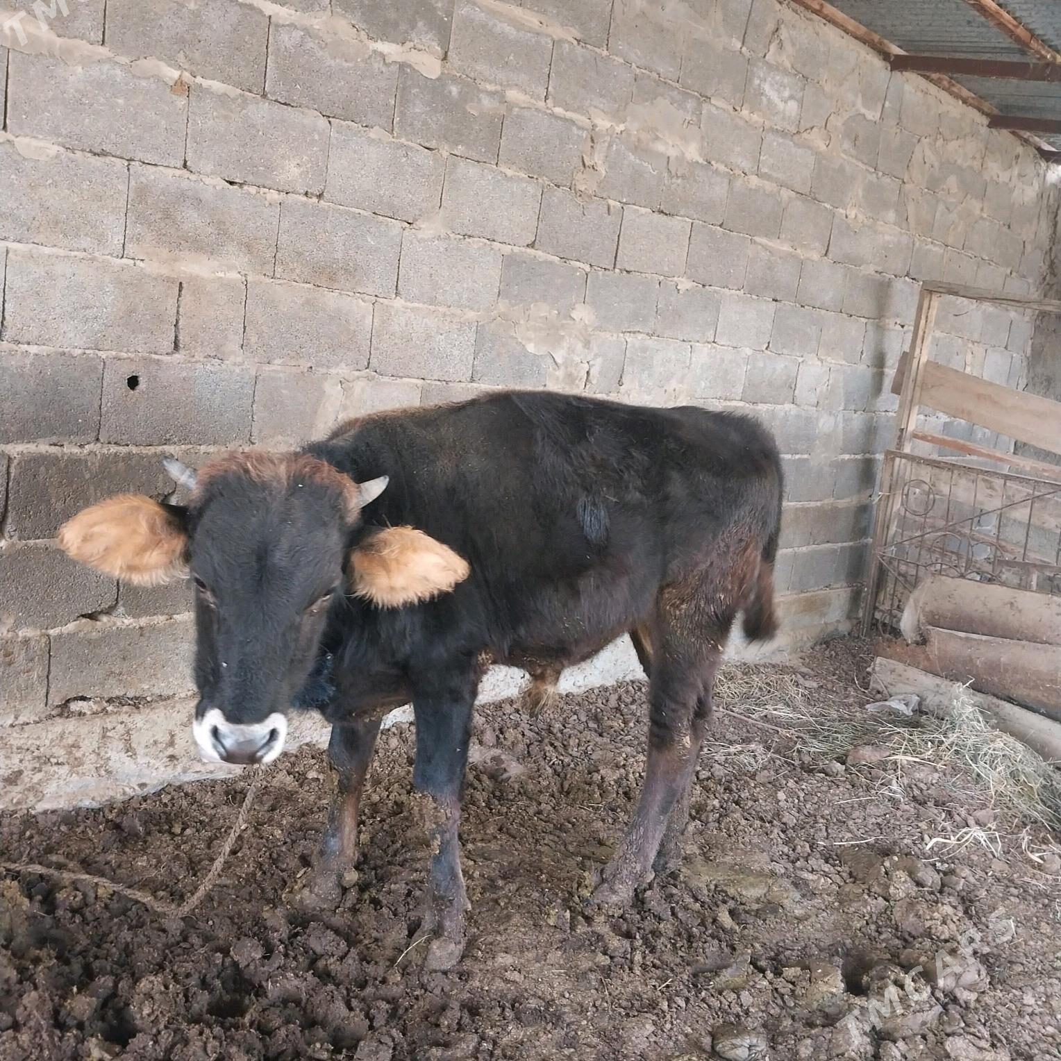 ökuz - Bäherden - img 3