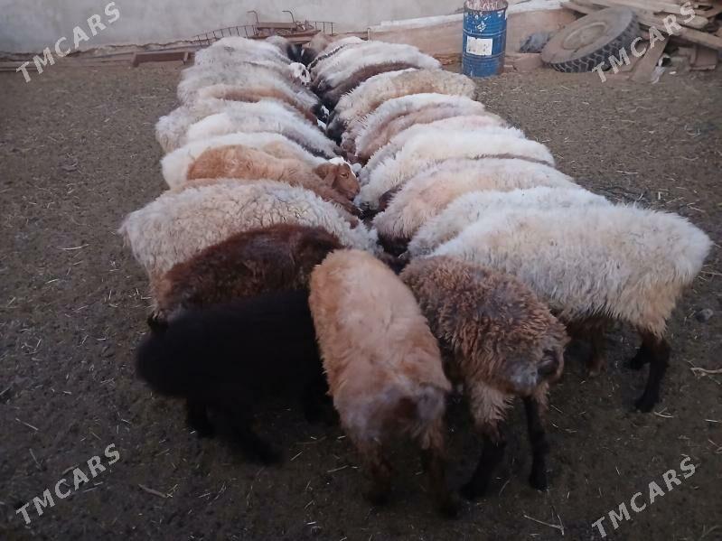 токлы - Balkanabat - img 3