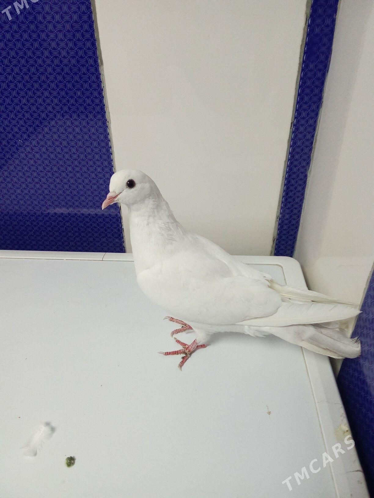 kepderi - Гызыларбат - img 2