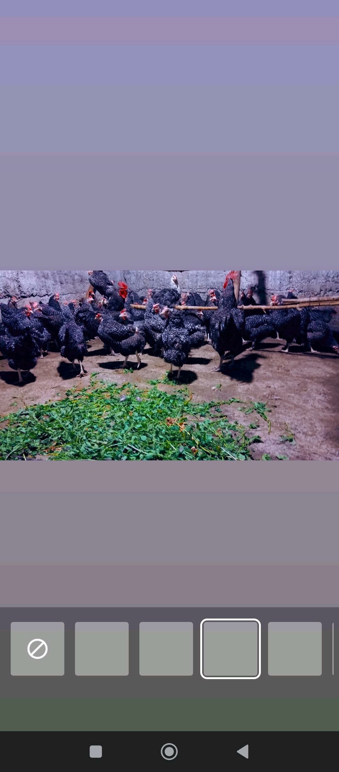 даминанд.  товук - Бузмеин - img 4