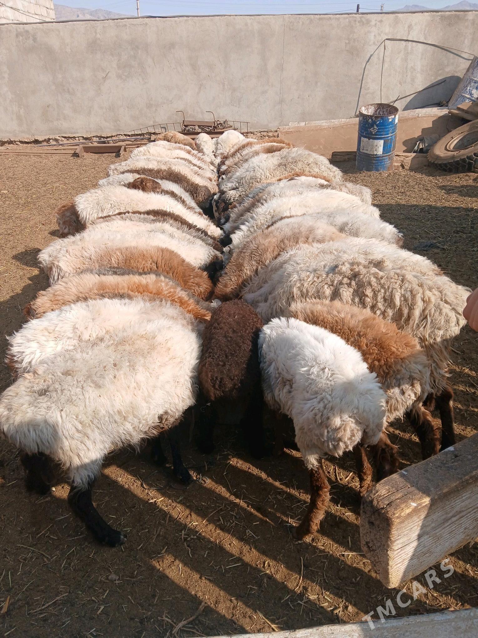 токлы - Balkanabat - img 2