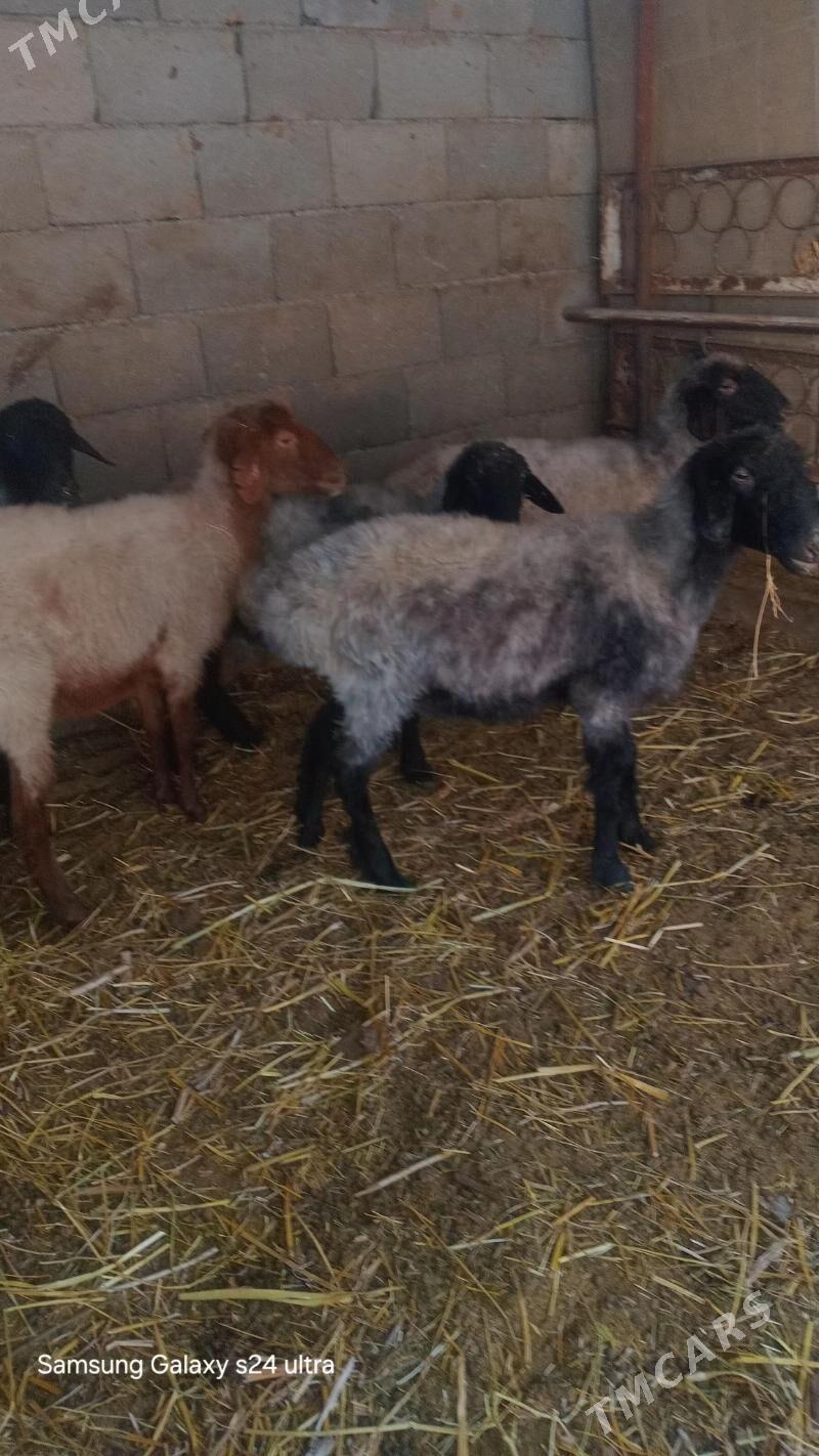 goyun - Gökje - img 3