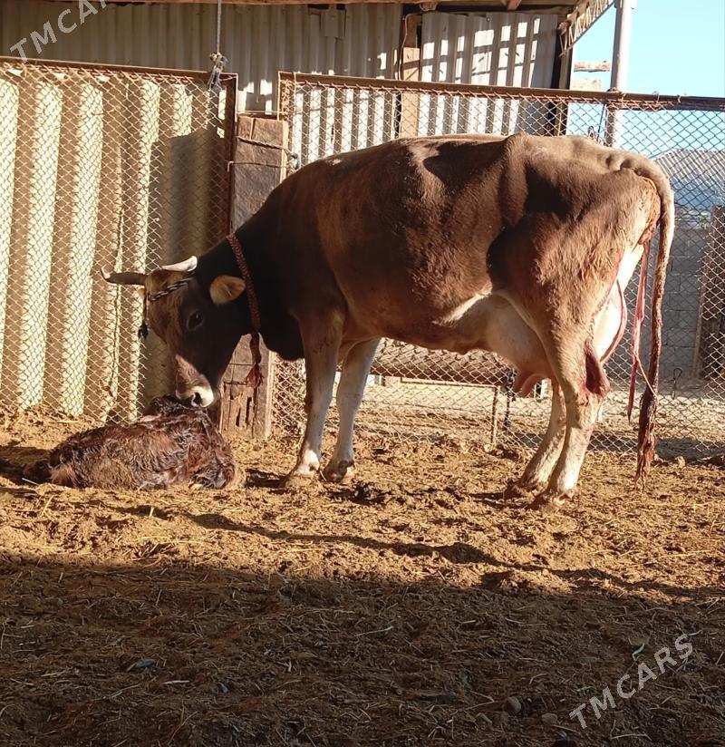 arginal śwes göleli sygyr - Гёкдепе - img 1