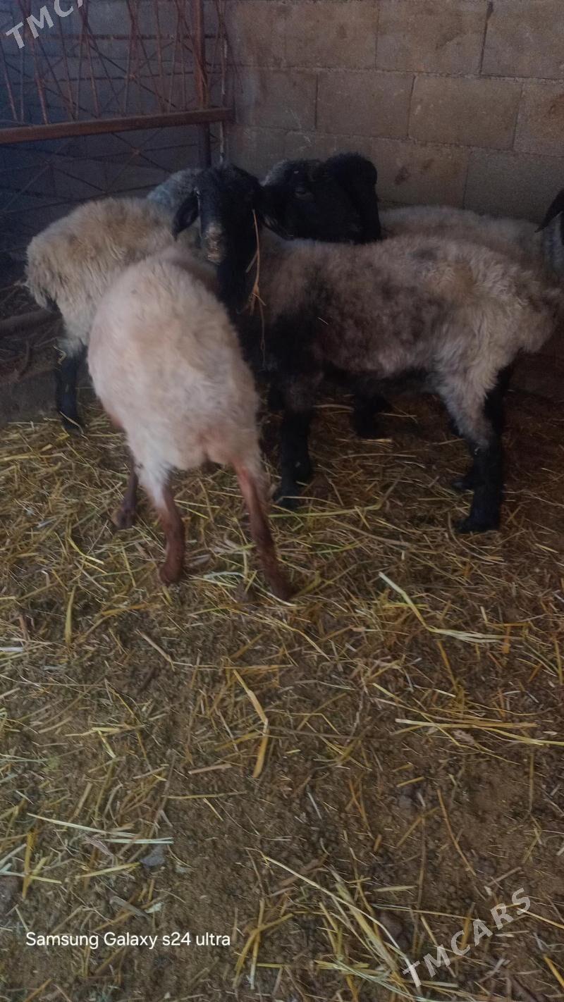 goyun - Gökje - img 4