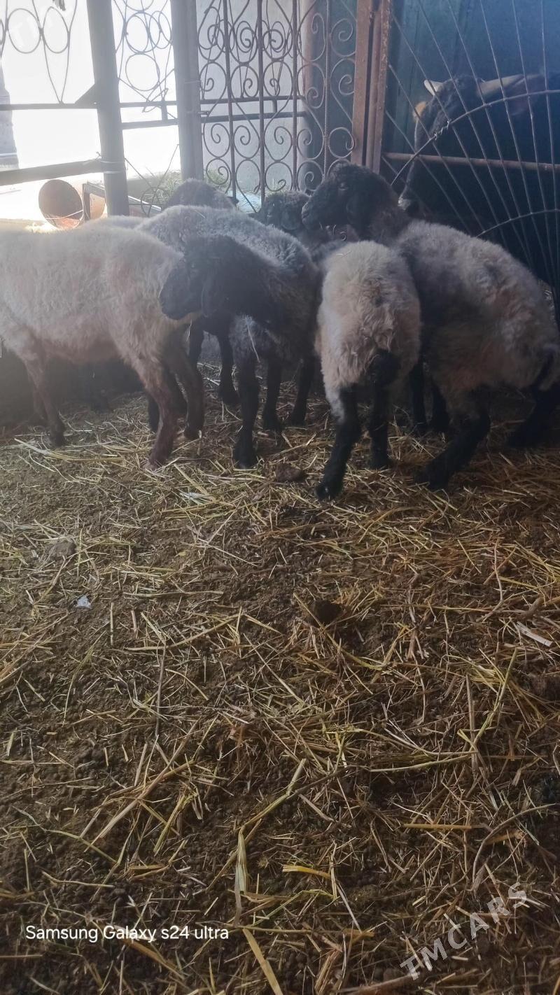 goyun - Gökje - img 2