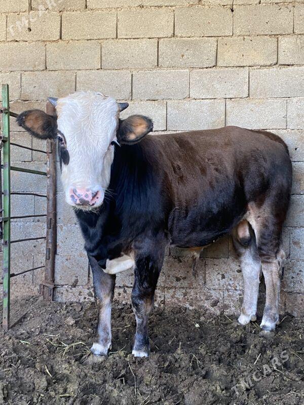 okuz simental - Багир - img 2