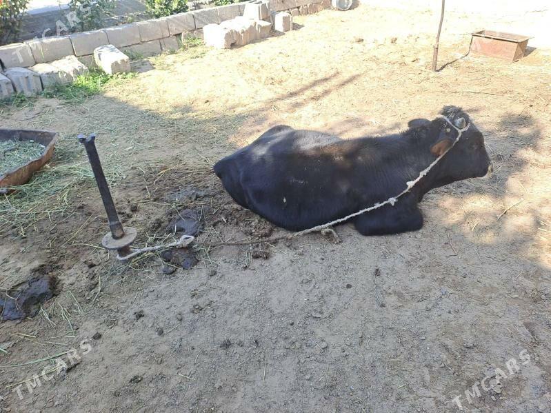 okuz - Gökje - img 2