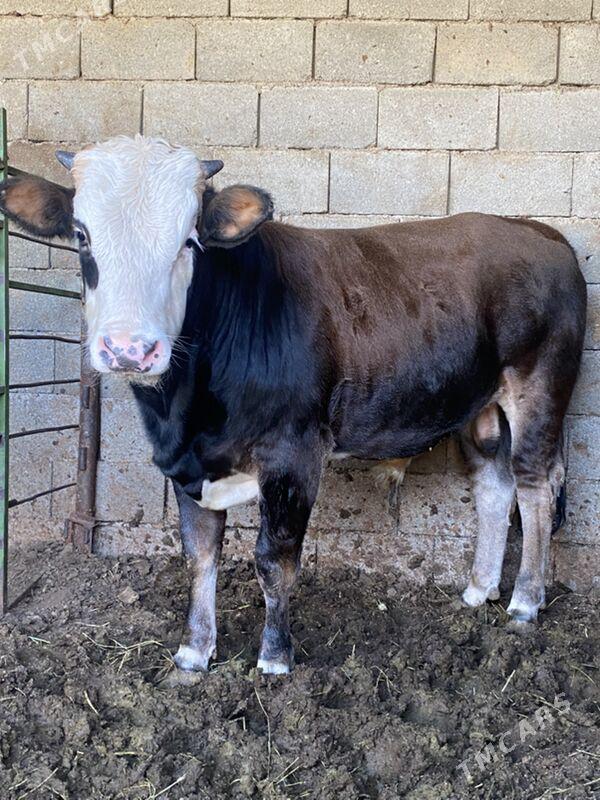 okuz simental - Багир - img 3