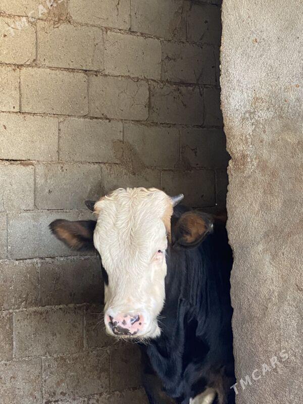 okuz simental - Багир - img 4