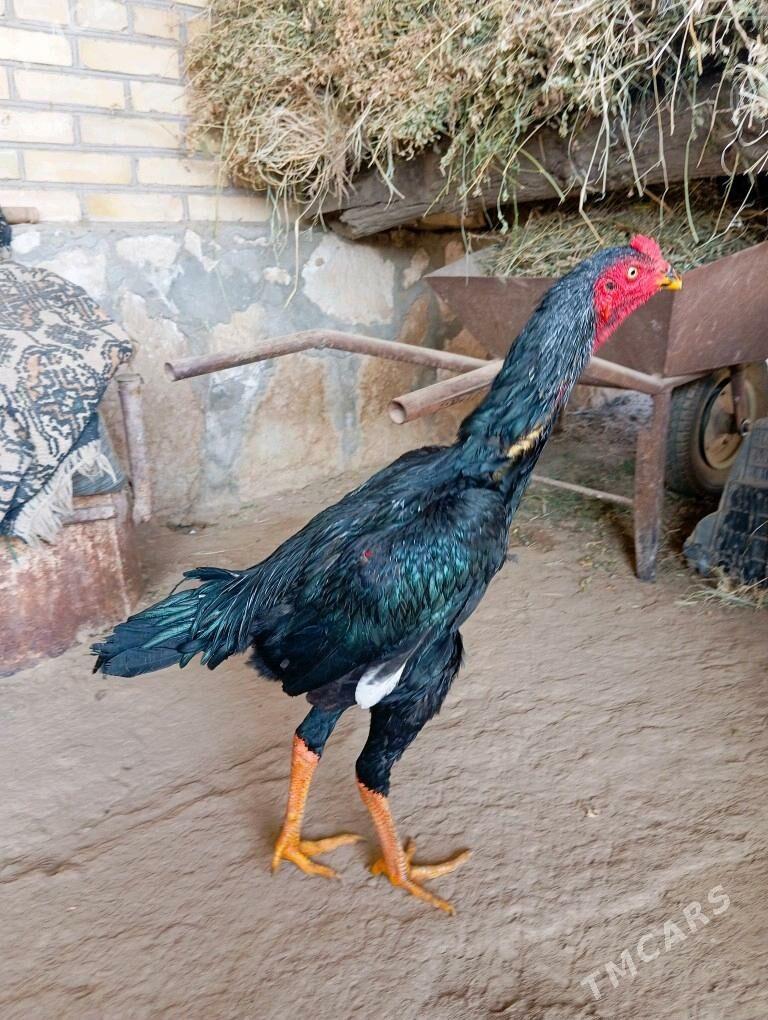 azil juyje - Kerki - img 2