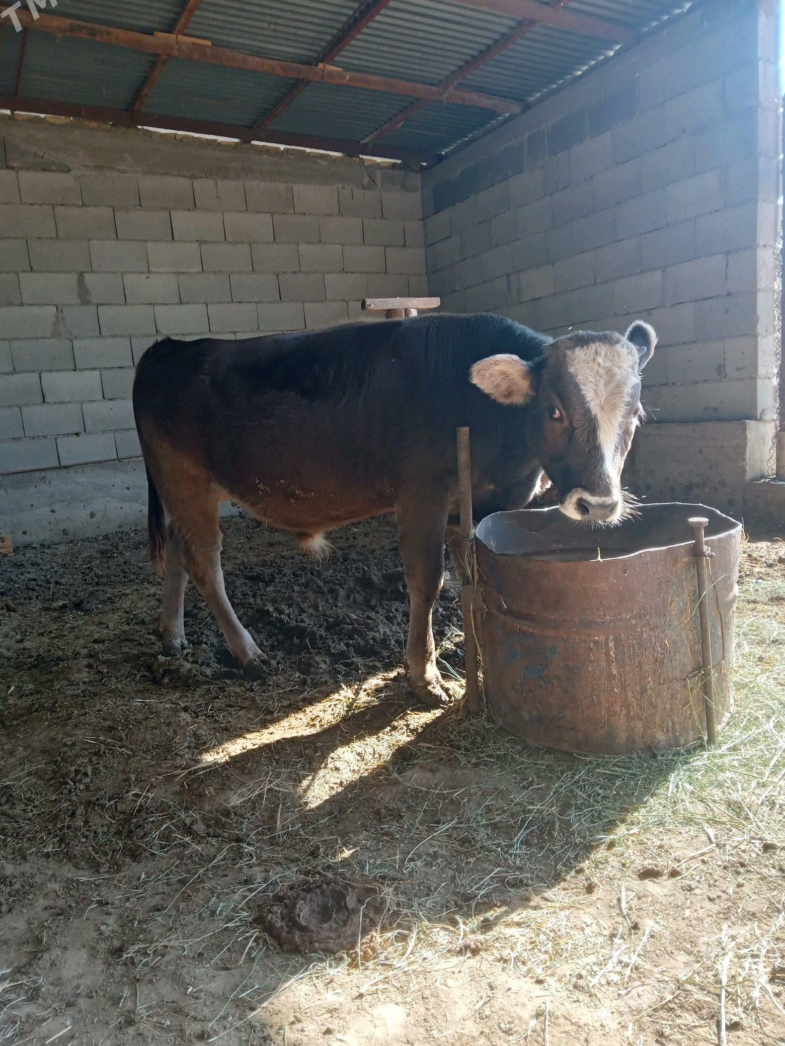 öküz - Гёкдепе - img 3