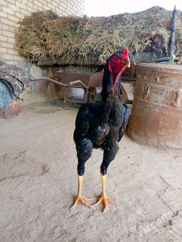 azil juyje - Kerki - img 6