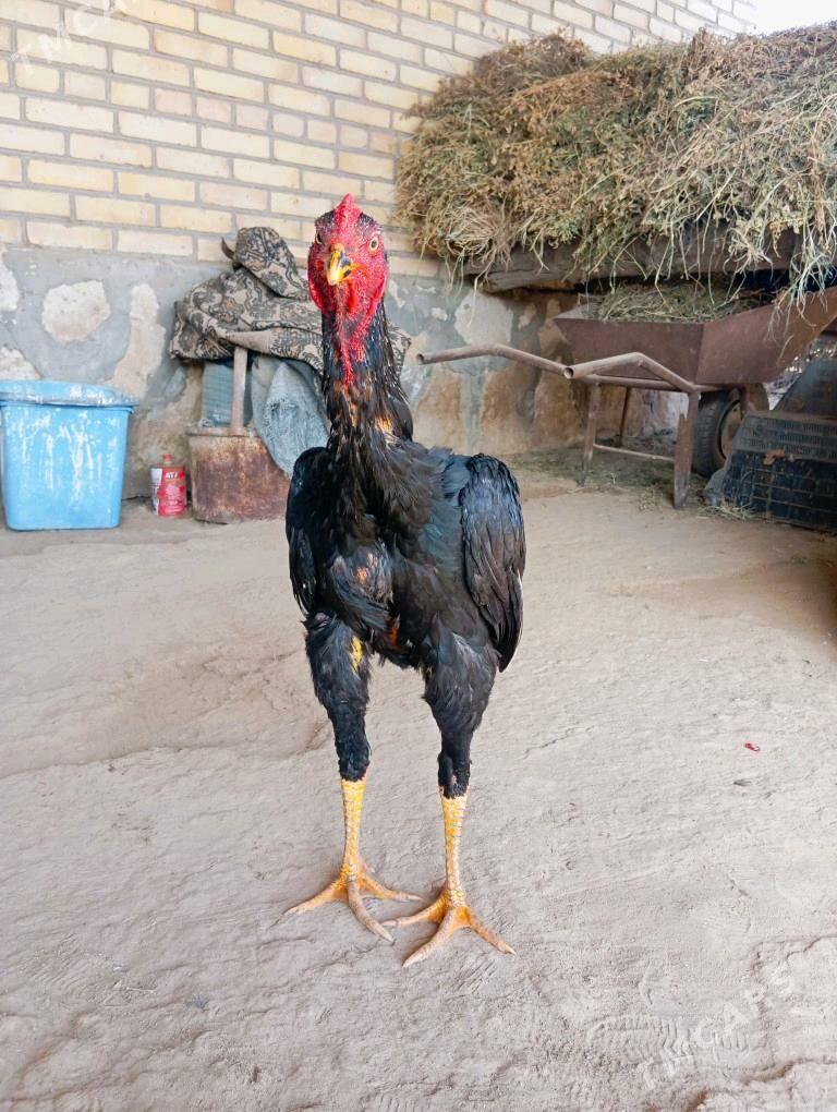 azil juyje - Kerki - img 5