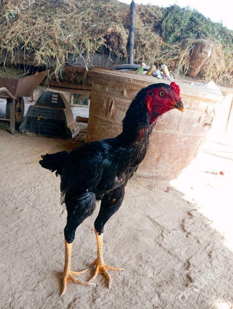 azil juyje - Kerki - img 3