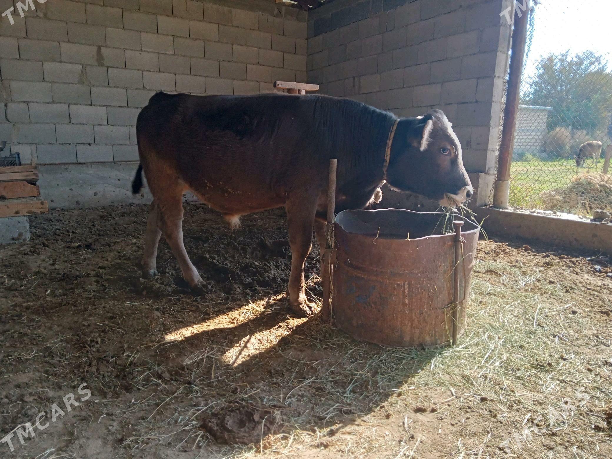 öküz - Гёкдепе - img 2