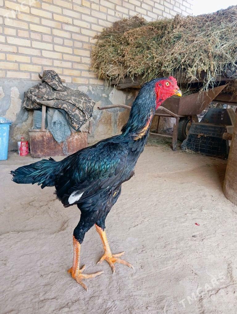 azil juyje - Kerki - img 4