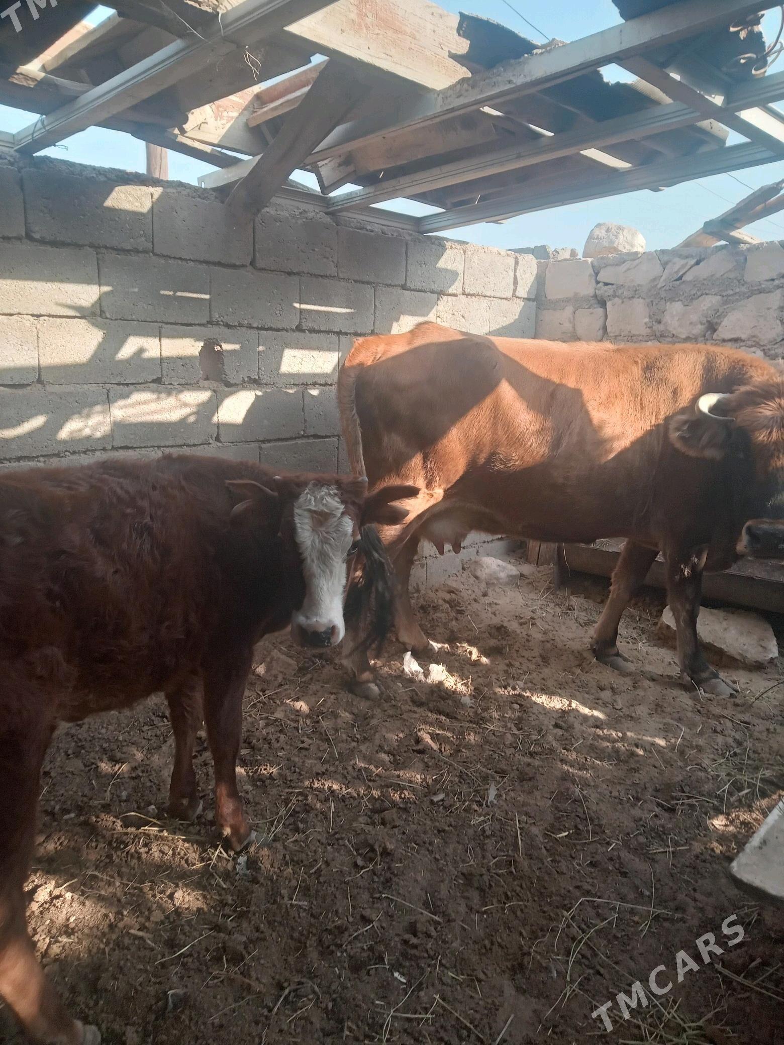 окуз - Джебел - img 2