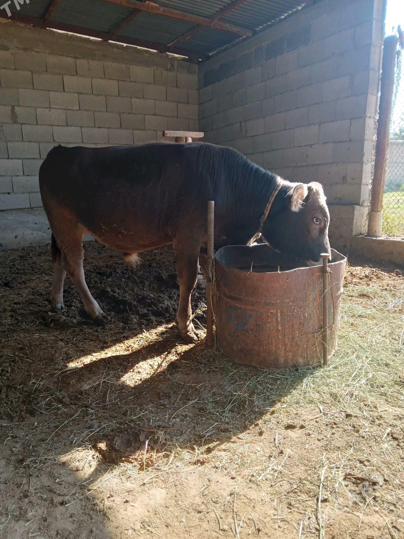 öküz - Гёкдепе - img 4