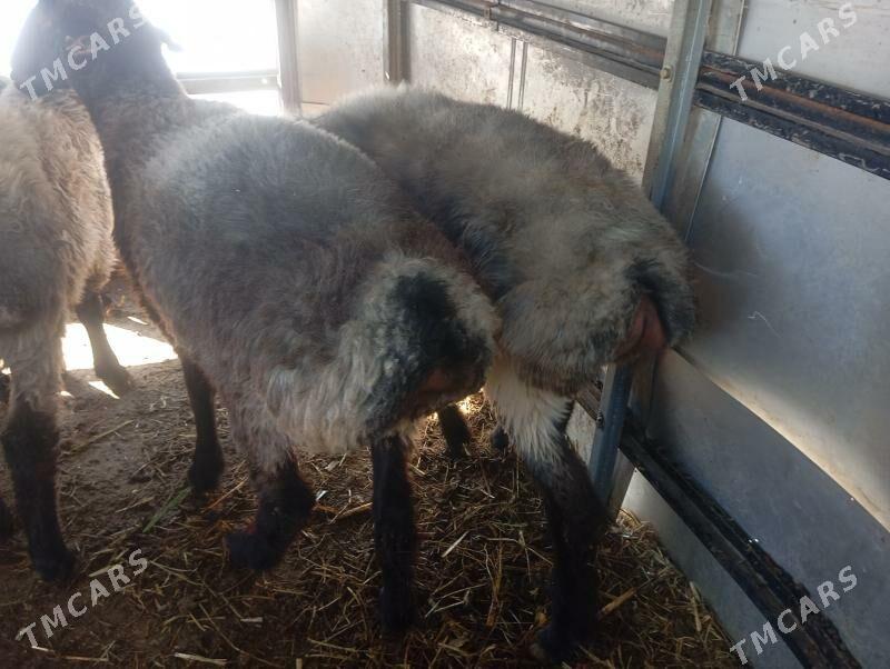 goyun tokly issek - Aşgabat - img 3