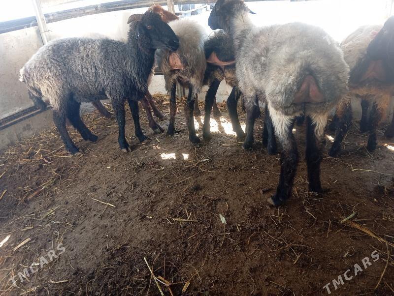 goyun tokly issek - Aşgabat - img 2