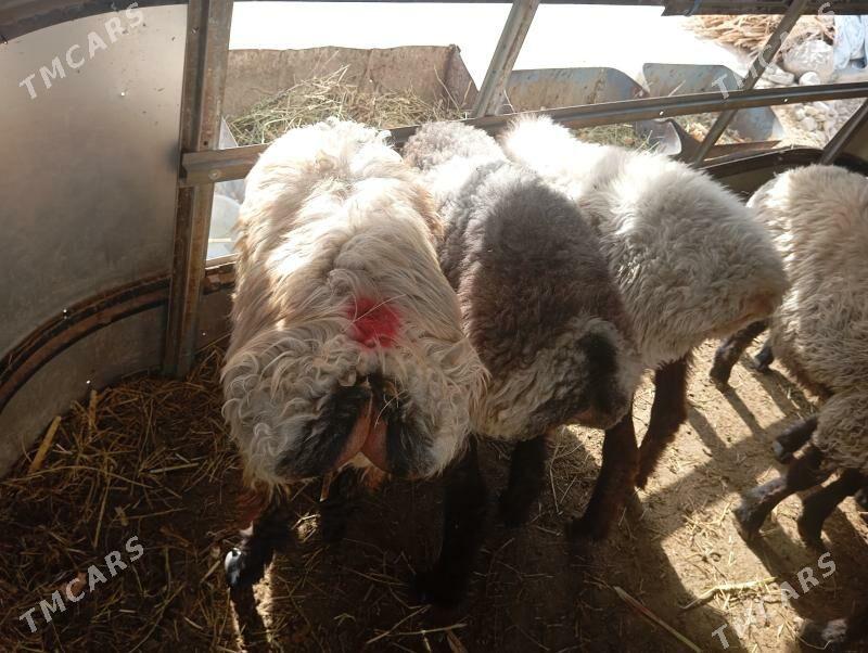 goyun tokly issek - Aşgabat - img 5