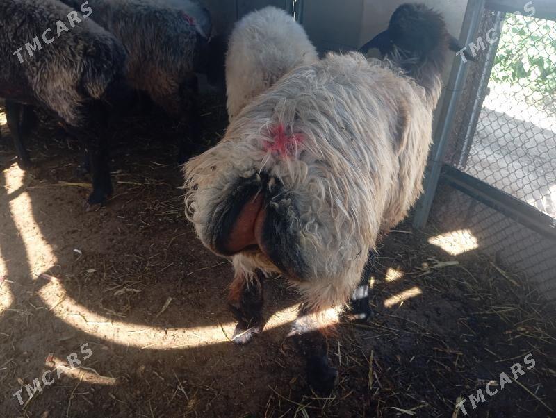 goyun tokly issek - Aşgabat - img 4