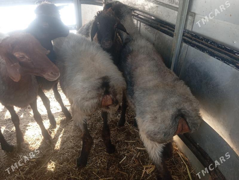 goyun tokly issek - Aşgabat - img 7