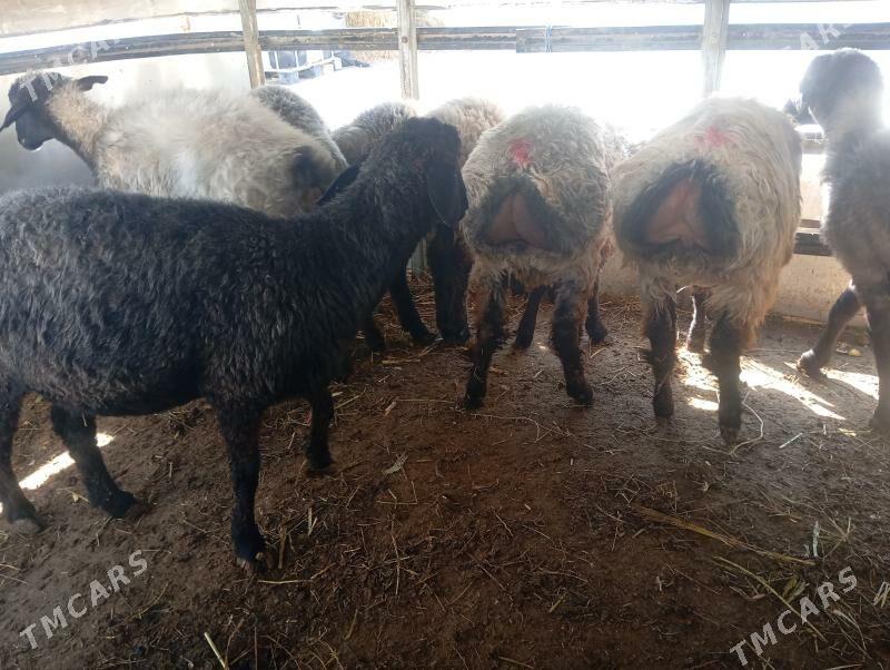 goyun tokly issek - Aşgabat - img 1