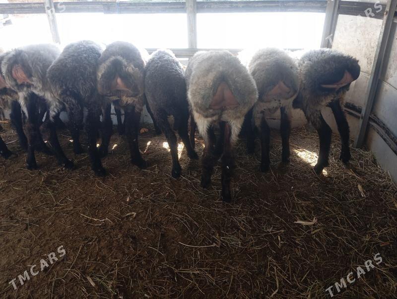 goyun tokly issek - Aşgabat - img 10