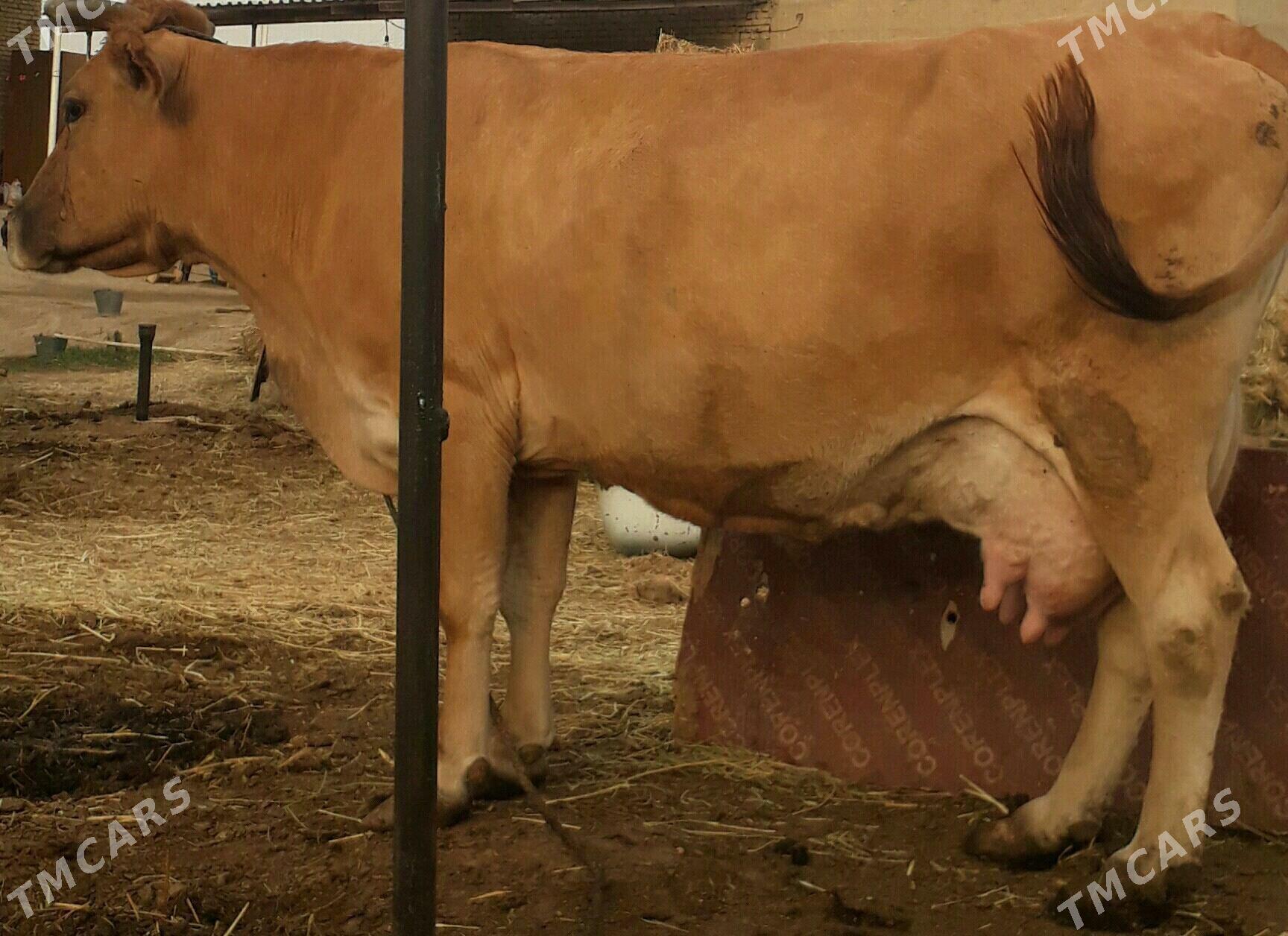 sagymlyk sygyr - Гёкдепе - img 2