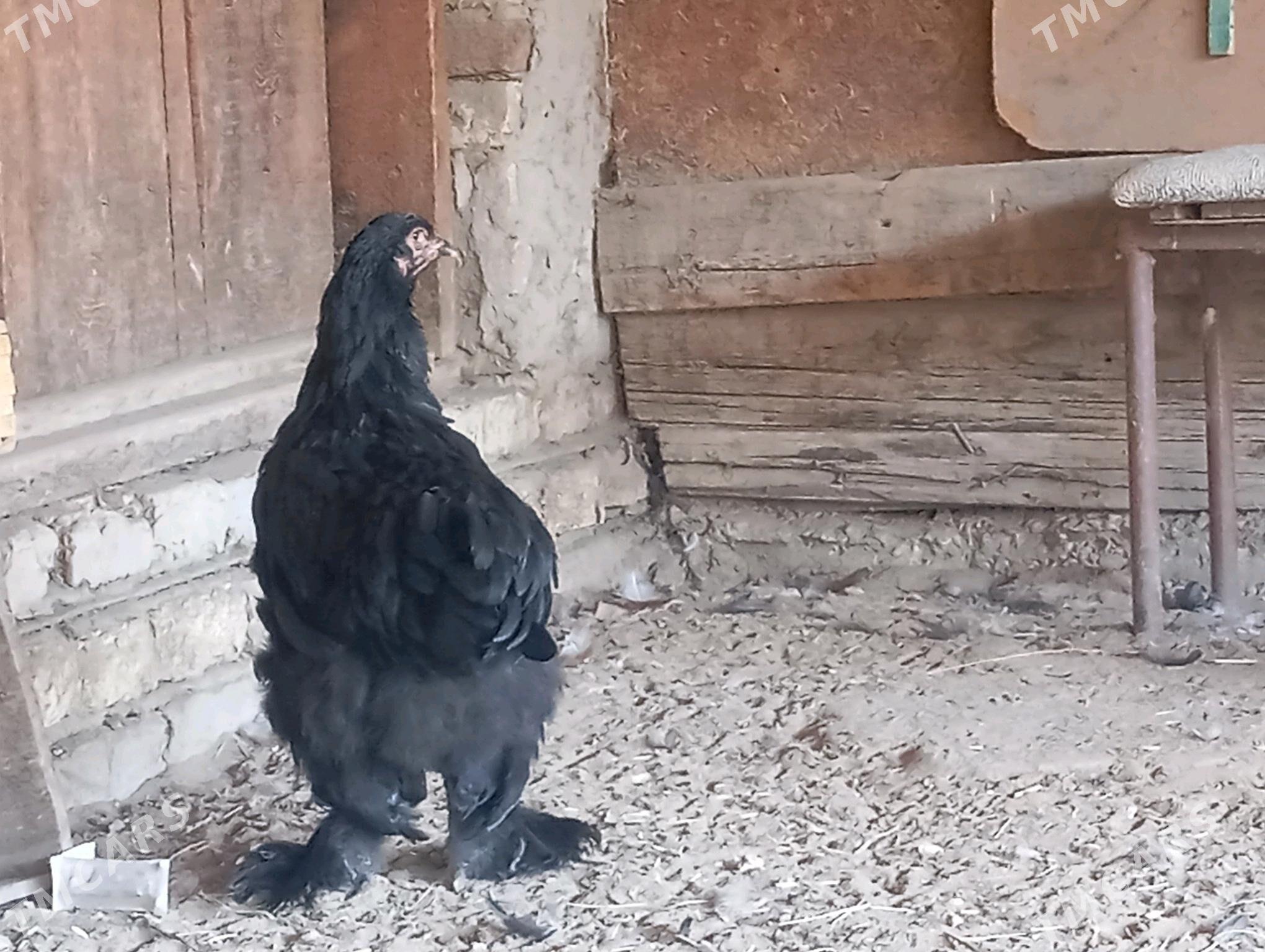 Brama towuklar - Мары - img 10