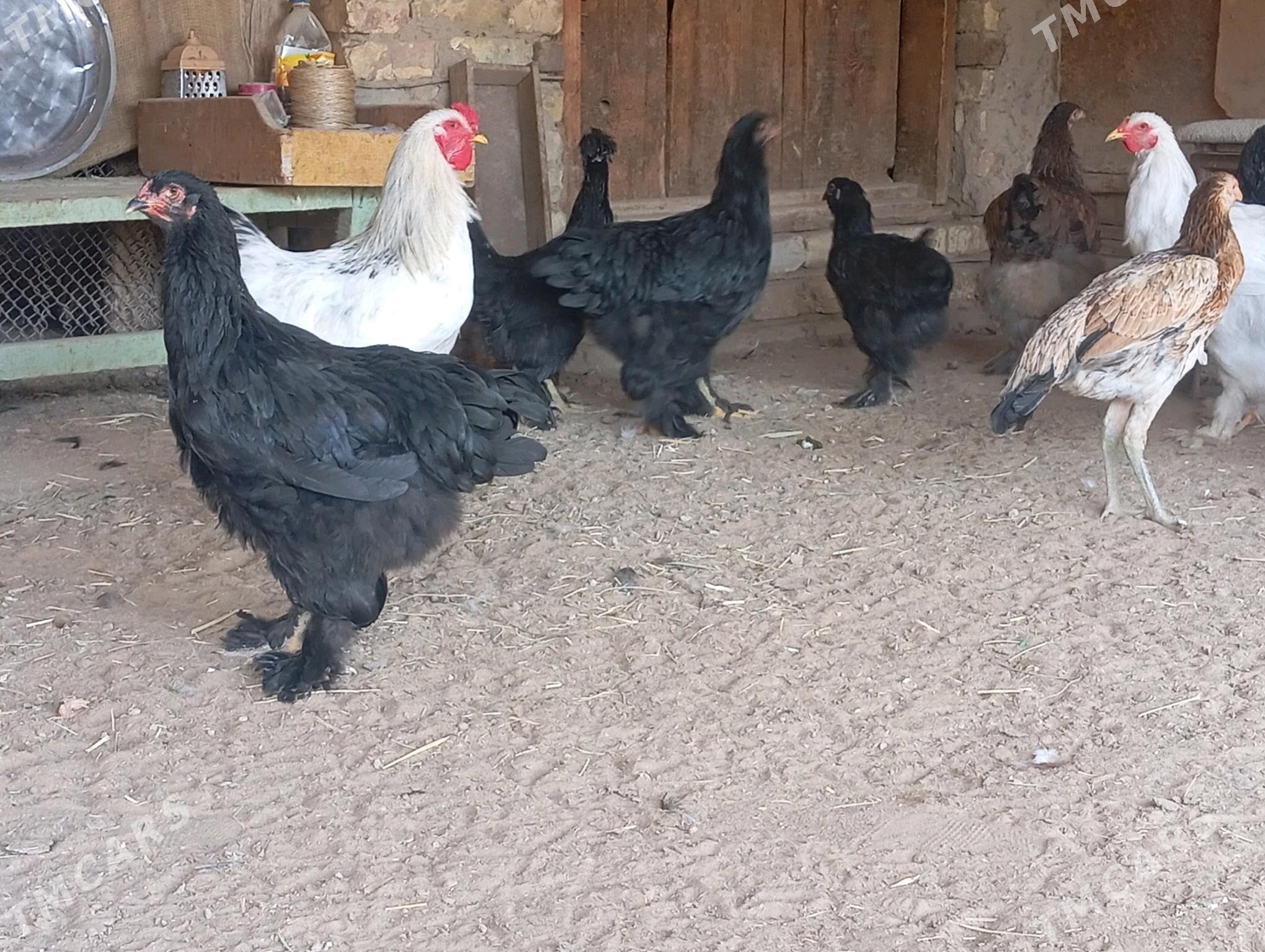 Brama towuklar - Мары - img 2